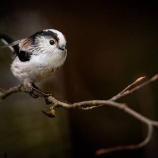 Long-tailed tit wallpaper