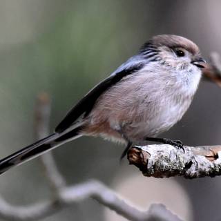 Long-tailed tit wallpaper