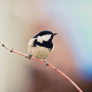 Long-tailed tit wallpaper