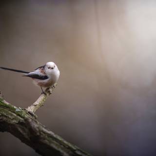 Long-tailed tit wallpaper