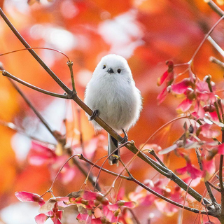 Long-tailed tit wallpaper