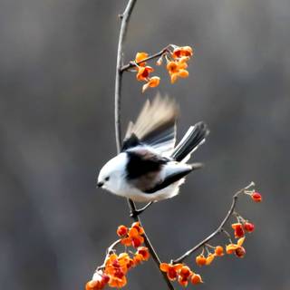 Long-tailed tit wallpaper