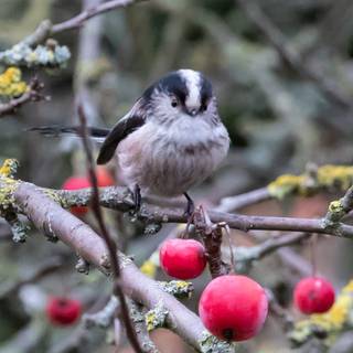 Long-tailed tit wallpaper