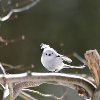 Long-tailed tit wallpaper