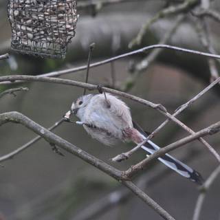 Long-tailed tit wallpaper