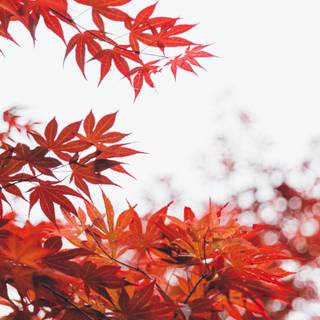 Cozy laptop wallpaper