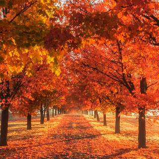 Autumn iPhone 4k wallpaper