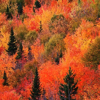 Autumn iPhone 4k wallpaper