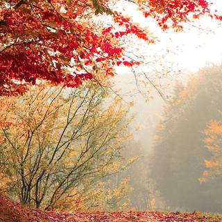 Autumn iPhone 4k wallpaper