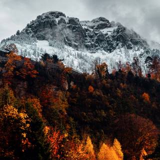 Autumn iPhone 4k wallpaper