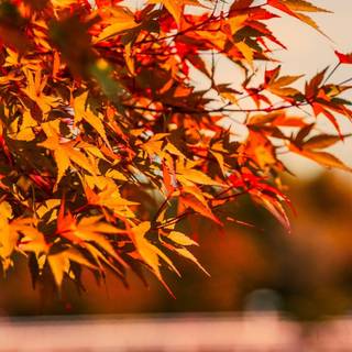 Autumn iPhone 4k wallpaper