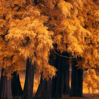 Autumn iPhone 4k wallpaper