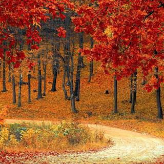 Autumn iPhone 4k wallpaper