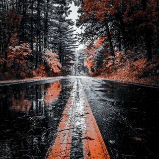 Autumn iPhone 4k wallpaper