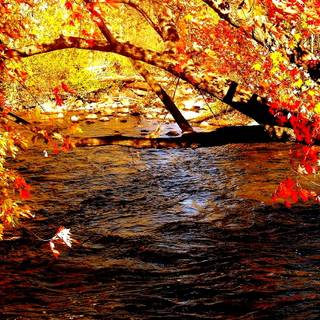 Water autumn wallpaper