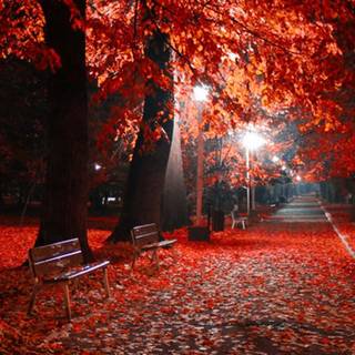 Autumn iPhone 4k wallpaper