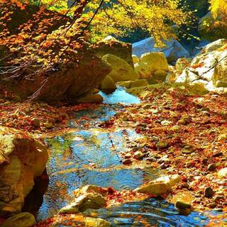 Water autumn wallpaper