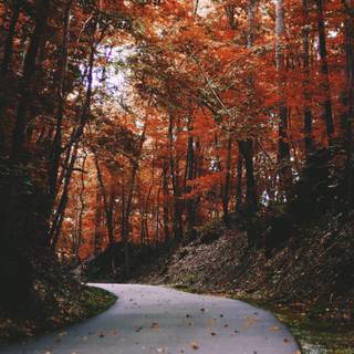 Autumn iPhone 4k wallpaper