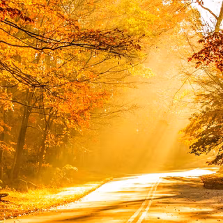 Autumn iPhone 4k wallpaper