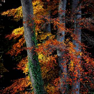 Autumn iPhone 4k wallpaper