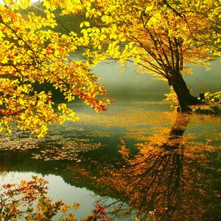Water autumn wallpaper