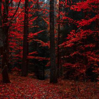 Autumn mountain 2560x1600 wallpaper