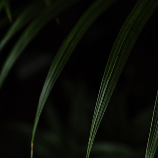 iPhone 14 Pro Max nature wallpaper