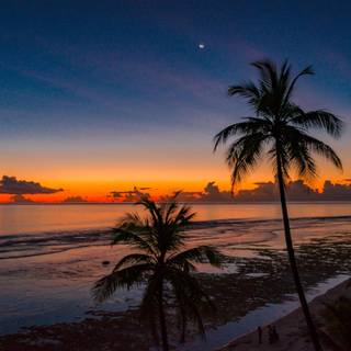 Coconut girl laptop wallpaper