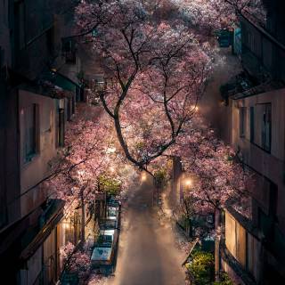 Japanese aesthetic phone wallpaper