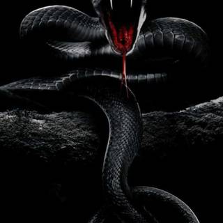 iPhone cool snake wallpaper