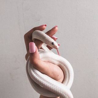iPhone cool snake wallpaper