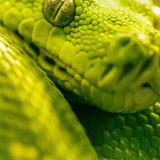 iPhone cool snake wallpaper