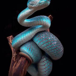 iPhone cool snake wallpaper