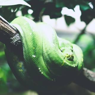 iPhone cool snake wallpaper