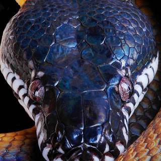 iPhone cool snake wallpaper