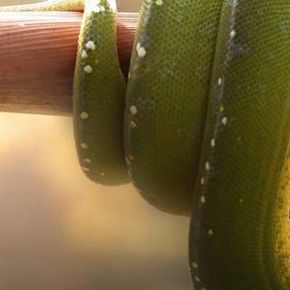 iPhone cool snake wallpaper