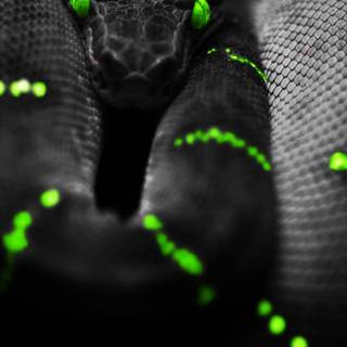 iPhone cool snake wallpaper
