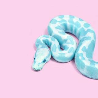iPhone cool snake wallpaper