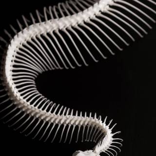 iPhone cool snake wallpaper