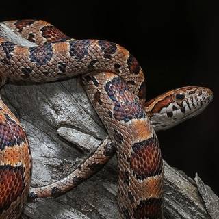 iPhone cool snake wallpaper