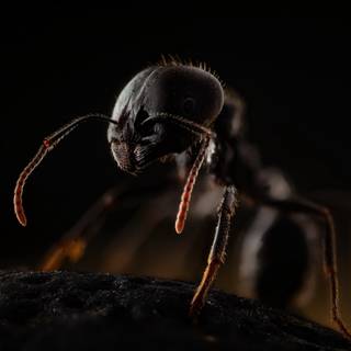 Ant 4k wallpaper