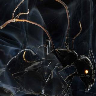 Ant 4k wallpaper