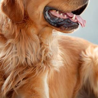 Dog 4k phone wallpaper