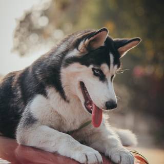 Husky phone wallpaper