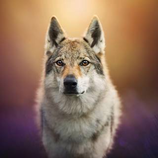 Wolf and dog wallpaper