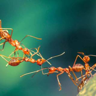 Ant 4k wallpaper