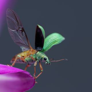 Insect 4k wallpaper