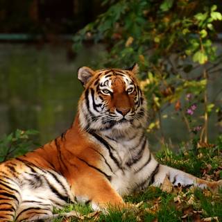 4k wild animals wallpaper