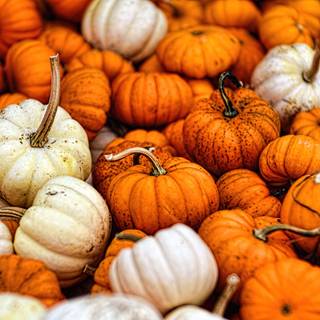 Pumpkin 4k wallpaper