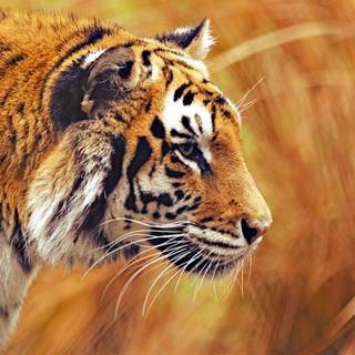 4k wild animals wallpaper